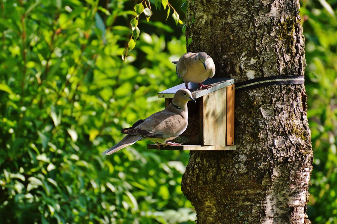 Duiven in de tuin Huisman Hoveniers Zaandam